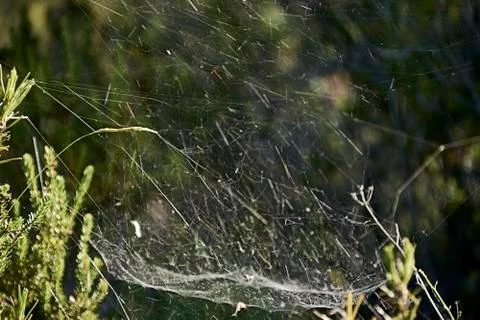 Spider web among the vegetation Stock Photos