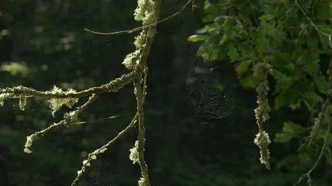 Spider web and branches Stock Footage 73891069