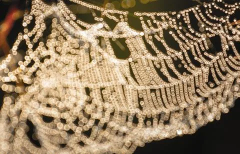 Spider web and dew drop close-up Foto stock