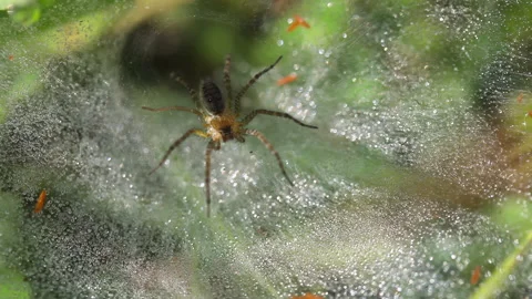 Spider in web and dew Stock Footage 193671525