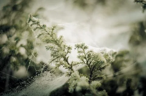 Spider web and drizzle on pine Stock Photos