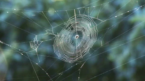 Spider web and flies Stock Footage 612348