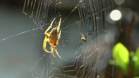 Spider on web and fly. Stock Footage 142555519