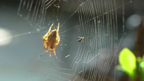 Spider on web and fly. Stock Footage 142555639