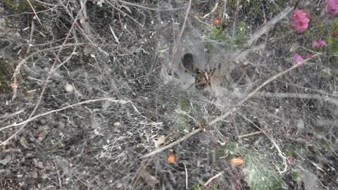 Spider web and fly trapped in it Stock Footage 247470203