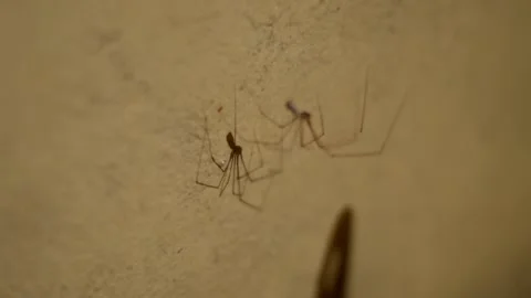 Spider on a web and shadow from him Stock Footage 134497645