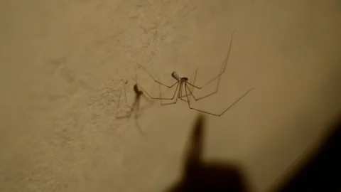 Spider on a web and shadow from him Stock Footage 134497697