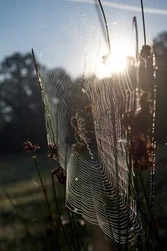 Spider web and spider in the grass Stock Photos