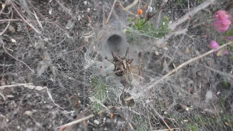 Spider web and spider with its prey Stock Footage 247470205
