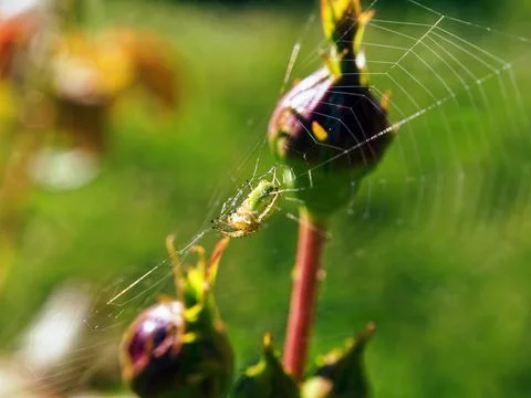 Spider web and spider on a rosebud Stock Photos