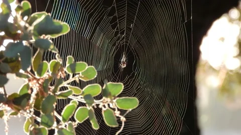 Spider web and spider - Tela de araña. Stock Footage 170856249