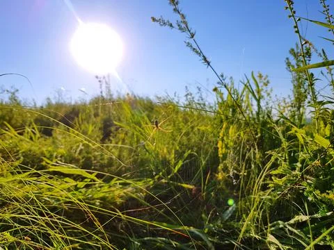 Spider on the Web and the Sun Stock Photos
