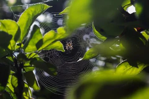 A spider with a web on an apple tree in the backlight Stock Photos