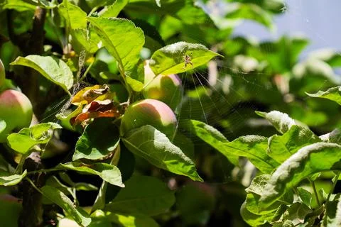 A spider with a web on an apple tree in the backlight Foto stock