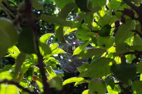A spider with a web on an apple tree in the backlight Stock Photos
