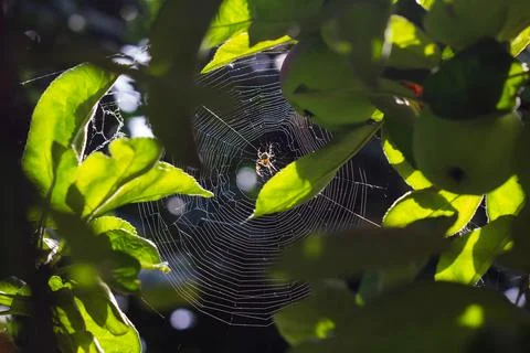 A spider with a web on an apple tree in the backlight Stock Photos