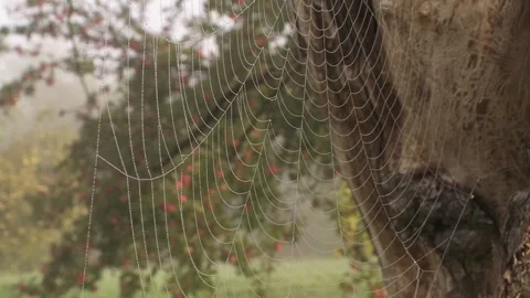 Spider web in an apple tree in the fog in autumn Stock Footage 283172267