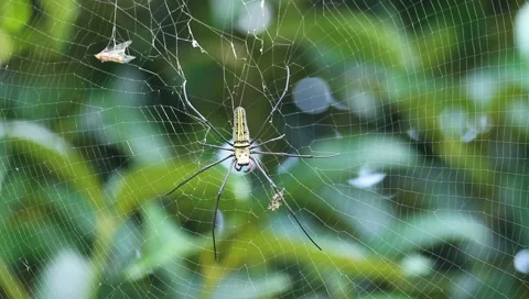 Spider on web are known for the impressive webs they weave Stock Footage