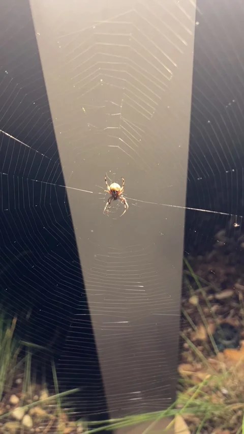 Spider on Web Attached to Outdoor Post at Night Stock Footage 344593591