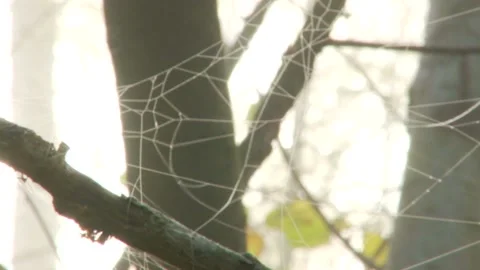 Spider web in autumn forest 스톡 동영상 169189831