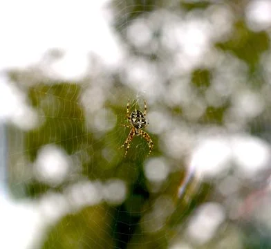 Spider web in autumn view from a window Stock Photos