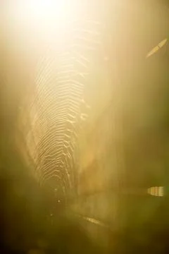 Spider web in back light Stock Photos