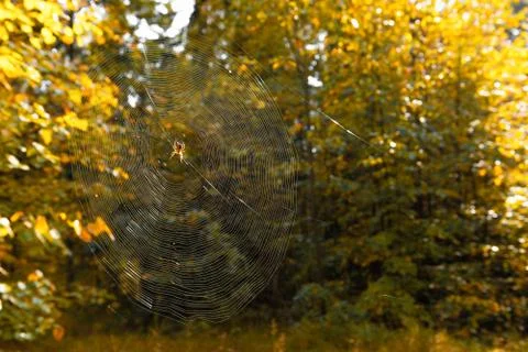 Spider web on a background of blurred green. spider web in the forest on a br Stock Photos