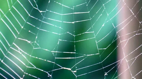A spider web on a background of green forest Stock Footage 111414110
