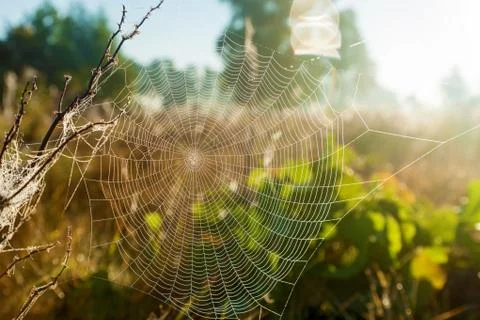 Spider web in the background of the sun. Foto stock