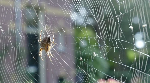 Spider in web with backlight 스톡 동영상 42430533
