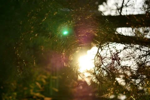 Spider web in backlight in the forest Stock Photos