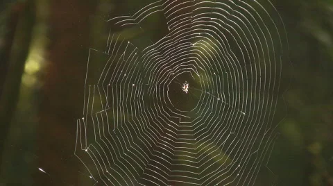 Spider Web Backlit Stock Footage 514023