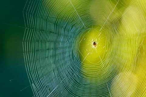 Spider Web Backlit in Sun 写真素材