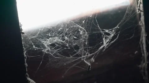 A spider web on a bamboo tree 10bit 4k 60fps Stock Footage 269426600