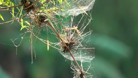 A spider web on a bamboo tree 10bit 4k 60fps Stock Footage 269700247