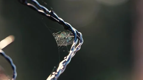 Spider Web on Barbed Wire Fence  Stock Footage 285874294