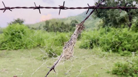 Spider Web on Barbed Wire Fence 動画素材 318953771