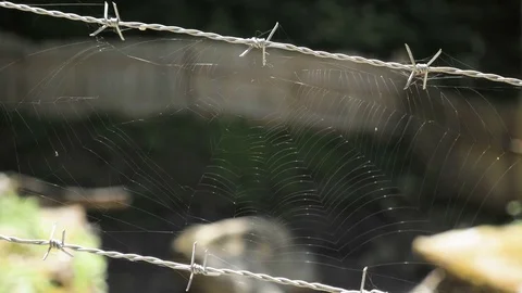 Spider web on barbed wire Stock Footage 83765036