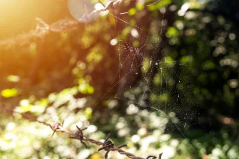 Spider web with barbed wire Stock Photos