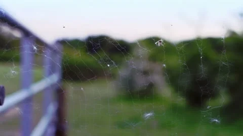 Spider Web on the beautiful background of the nature. Stock Footage 186538772