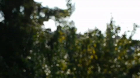 Spider Web - becoming obviously Stock Footage