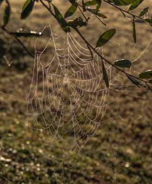 Spider web bedewed and back-lighted Stock Photos