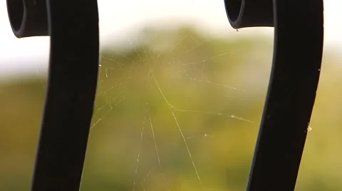 SPIDER WEB BETWEEN BARS Video stock 39965904