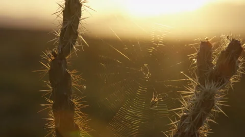 Spider Web Between a Cactus Vidéo 64667130