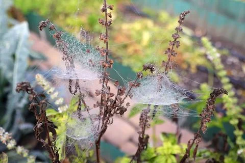 Spider web between dry leaves. Spider web against blurred bokeh background Stock-Fotos