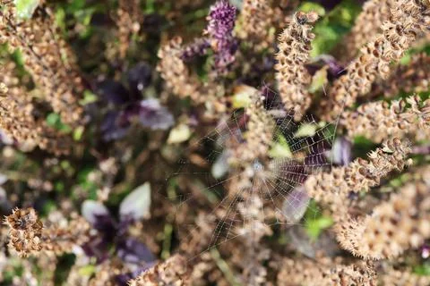 Spider web between dry leaves. Spider web against blurred bokeh background Foto stock