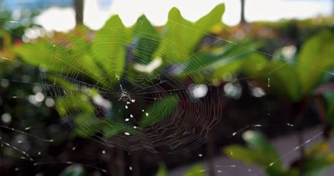 Spider Web Between Green Leaves In Sunlight Natural Outdoor... Vídeos de archivo 333525104
