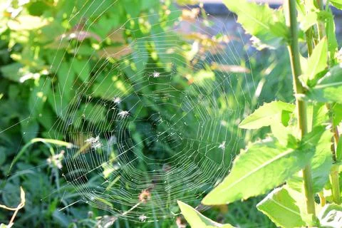 Spider web between green plants as a close up Stock Photos