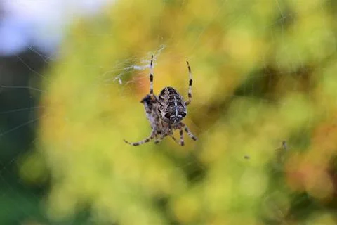 Spider web between green plants as a close up Stock Photos