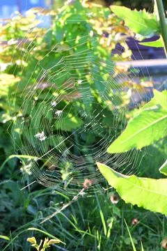 Spider web between green plants as a close up Stock Photos